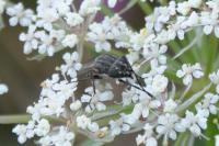Stomorhina lunata