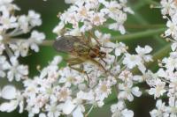 Scathophaga stercoraria