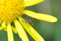 Campiglossa bidentis