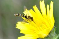 Sphaerophoria scripta