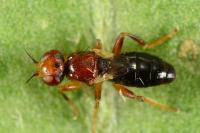 Elachiptera brevipennis