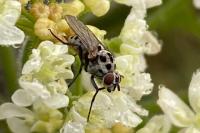 Anthomyia pluvialis