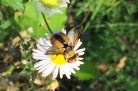 Ectophasia crassipennis