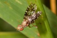 Trypetoptera punctulata