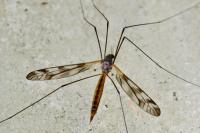 Tipula trifascingulata