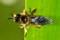 Choerades fuliginosa