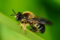 Choerades fuliginosa