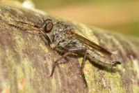 Tolmerus atricapillus
