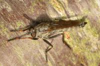 Tolmerus atricapillus