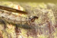 Tolmerus atricapillus
