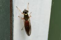 Sargus bipunctatus