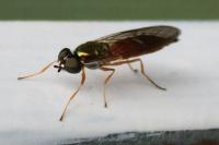 Sargus bipunctatus