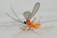 Sitodiplosis mosellana