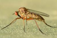 Empis livida