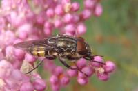 Stomorhina lunata