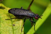Coremacera marginata