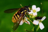 Chrysotoxum cautum