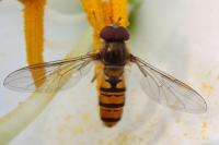 Episyrphus balteatus