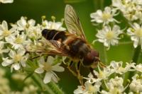 Eristalis pertinax