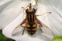 Helophilus pendulus