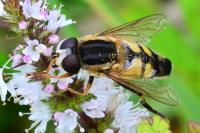 Helophilus trivittatus