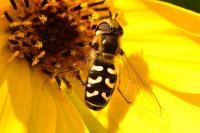 Scaeva pyrastri