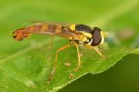 Sphaerophoria scripta