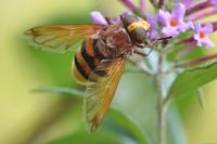 Volucella zonaria