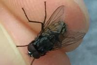 Musca autumnalis