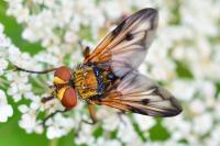 Ectophasia crassipennis