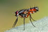 Mintho rufiventris