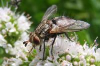 Peleteria iavana