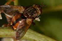 Tachina fera