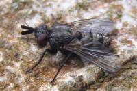 Triarthria setipennis