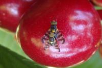 Rhagoletis cerasi