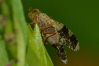 Tephritis formosa