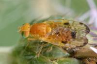 Xyphosia miliaria