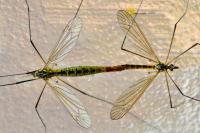 Nephrotoma flavescens