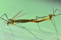 Nephrotoma flavescens
