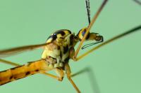 Nephrotoma flavescens