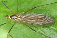 Nephrotoma appendiculata