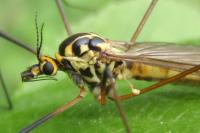 Nephrotoma appendiculata