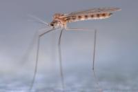 Trichocera annulata