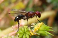 Cephalia rufipes