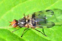 Otites porcus