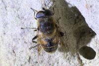 Eristalis tenax