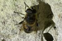 Eristalis tenax