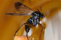 Greenomyia mongolica