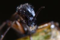 Greenomyia mongolica