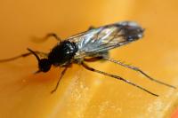 Greenomyia mongolica